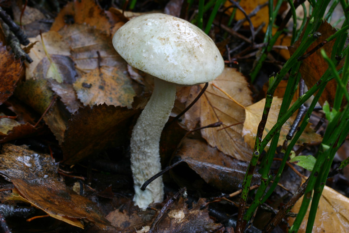 Quiz : non � una lastra di ghiaccio.